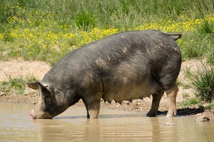 Fresh Pork Meat - 15 kg - One unit of fresh pork