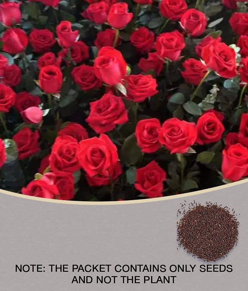 E Garden Red Climbing Rose Seed