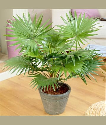 ARECA PALM PLANT 5 SEEDS PACK FOR HOME GARDENING USE INDOOR OUTDOOR WITH FREE COCO PEAT COMBO PACK WITH USER MANUAL