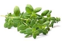 Marjoram Leaf Hydrosol