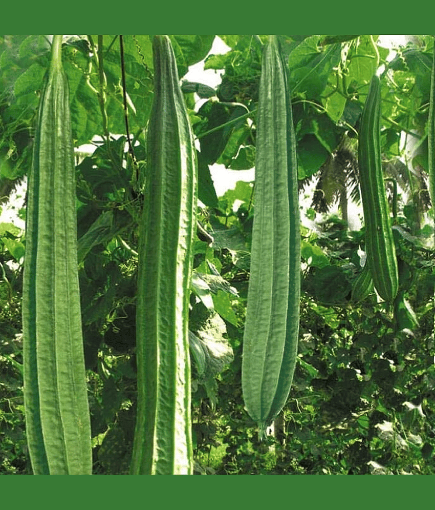 Ridge Gourd Jaipur Long, Turee seeds, Cucurbits Vegetable 20 Seeds