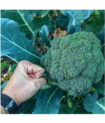 Broccoli Vegetable F1 Hybrid Seeds -100 Seeds Pack