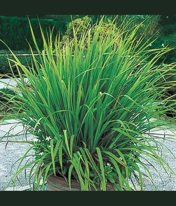 LEMON GRASS HERB PLANT 50 SEEDS PACK WITH USER MANUAL FOR INDOOR OUTDOOR HOME KITCHEN GARDENING USE LOW PRICE ONLINE ON SNAPDEAL