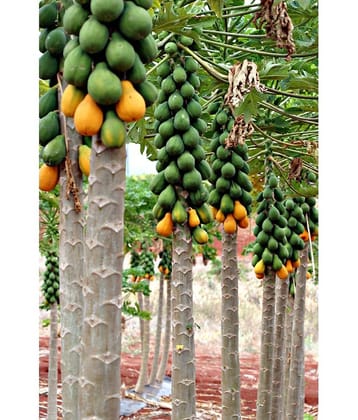 zello - Papaya Fruit ( 50 Seeds )