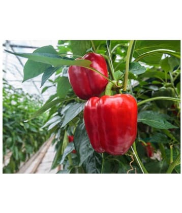 Green World Red Capsicum Seeds