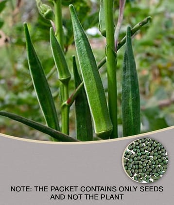 Bhindi, Okra F1 - Vegetable Seeds (Pack Of 50 Seeds) + Guava seed free ( 10 seed )