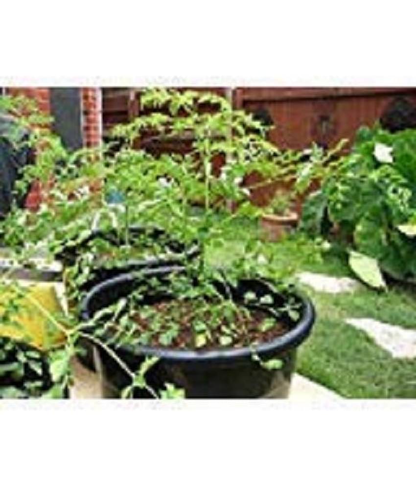 TSY Farm 15 Seeds PKM 1 Short Dwarf Variety Moringa Oleifera - Drumstick Tree Vegetable Seeds