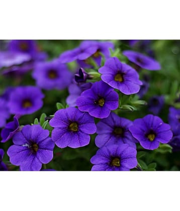 CLASSIC GREEN EARTH - Petunia Flower ( 150 Seeds )