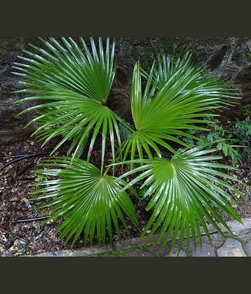 CLASSIC GREEN EARTH - Plant Seeds ( 20 )