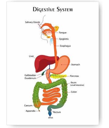Photojaanic Paper Wall Poster Without Frame