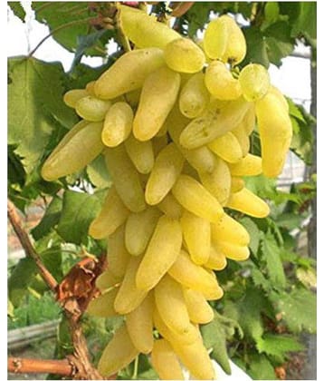 Golden Green Sweet Grape Professional Organic Seed Set (Pack of 15)