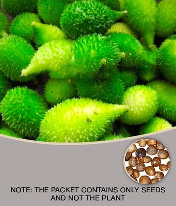 homeagro - Kantola Vegetable ( 20 Seeds )