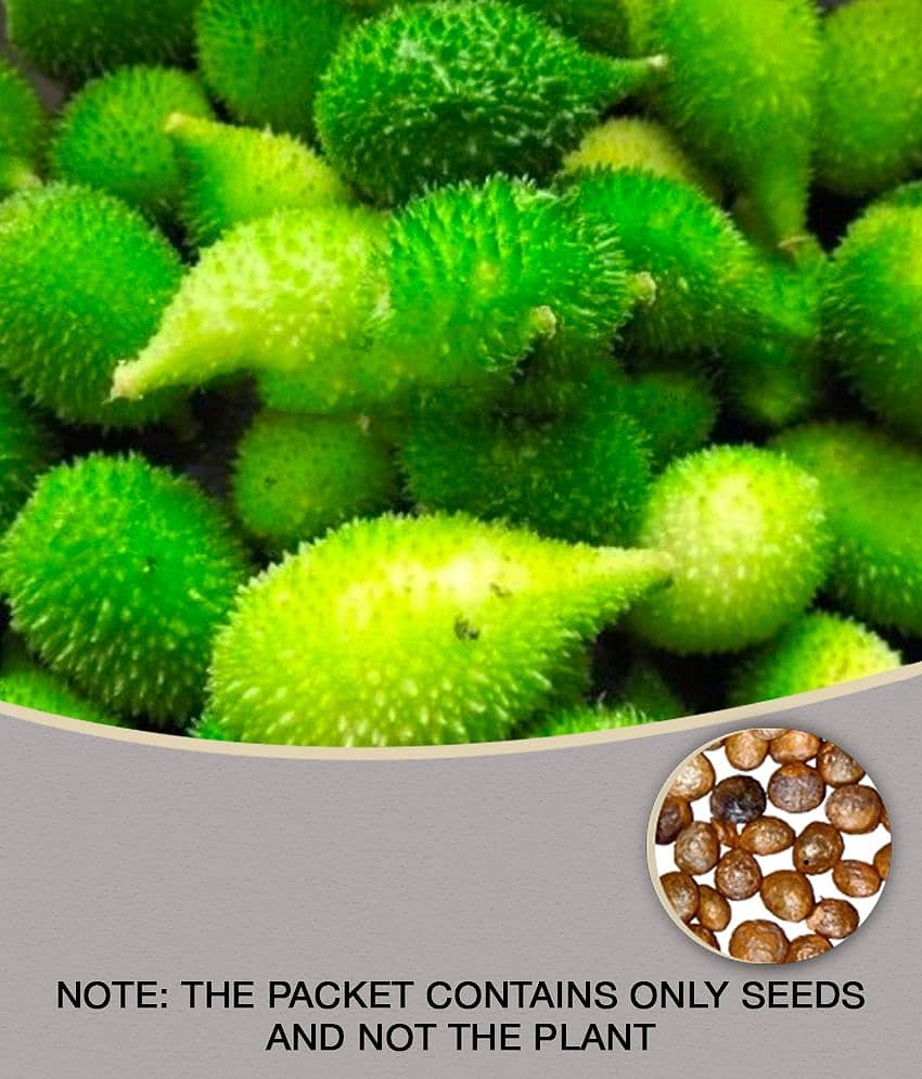 homeagro - Kantola Vegetable ( 20 Seeds )