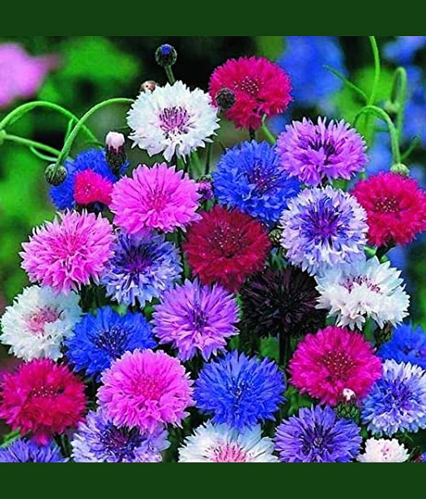 corn flower mix type 30 ageratum flower seeds pack with free cocopeat and user manual