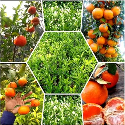 Orange-Kinnow(Grafted)- Fruit Plants & Tree