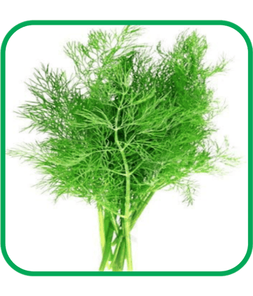 Aero Seeds Soya Dill Pack of 500 Seeds