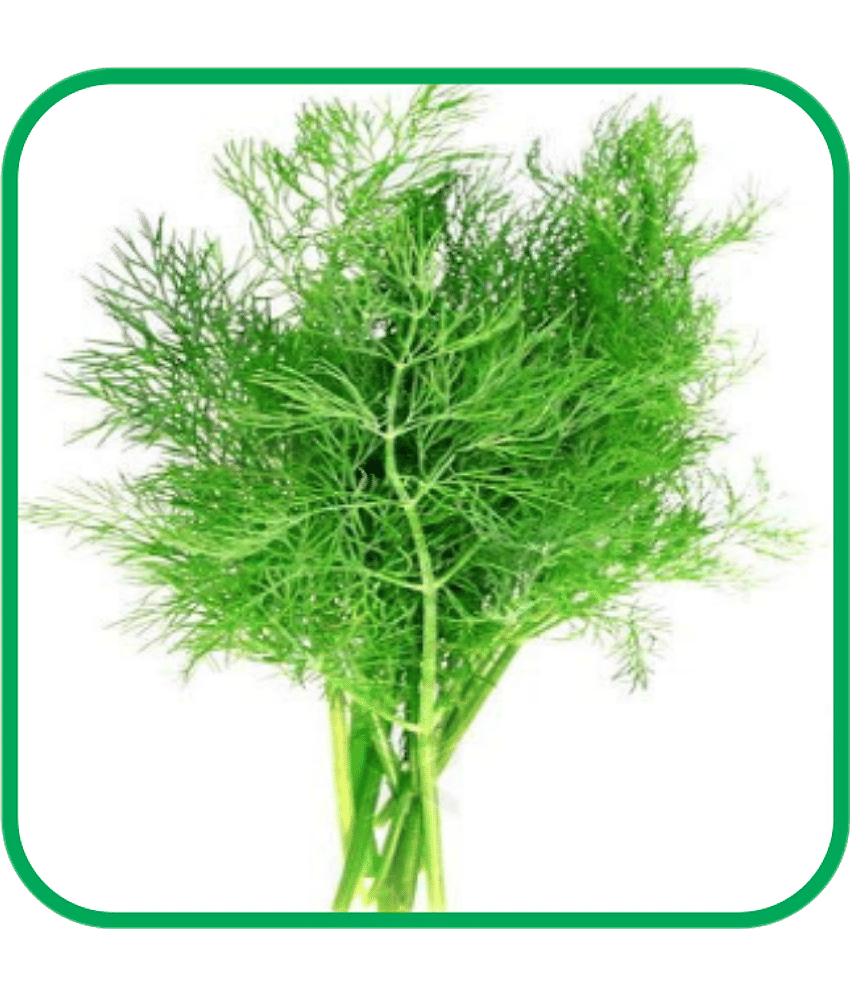 Aero Seeds Soya Dill Pack of 500 Seeds