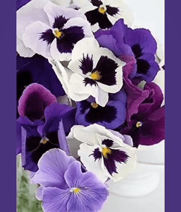 CLASSIC GREEN EARTH - Pansy Flower ( 70 Seeds )