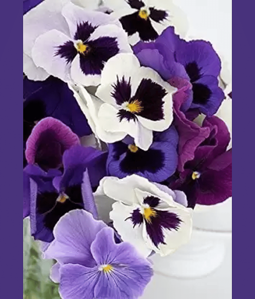 CLASSIC GREEN EARTH - Pansy Flower ( 70 Seeds )