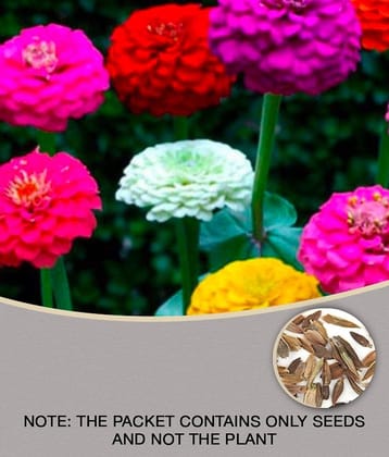 Zinnia Mixed flower seeds Pack of 25 seeds
