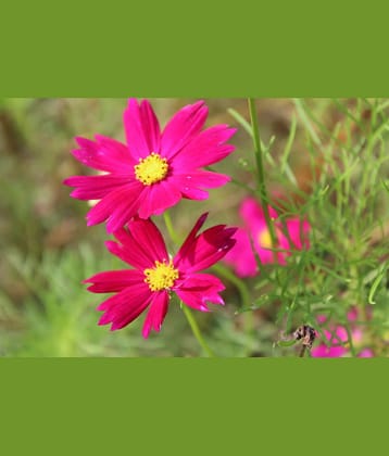 homeagro - Cosmos Mixed Flower ( 20 Seeds )
