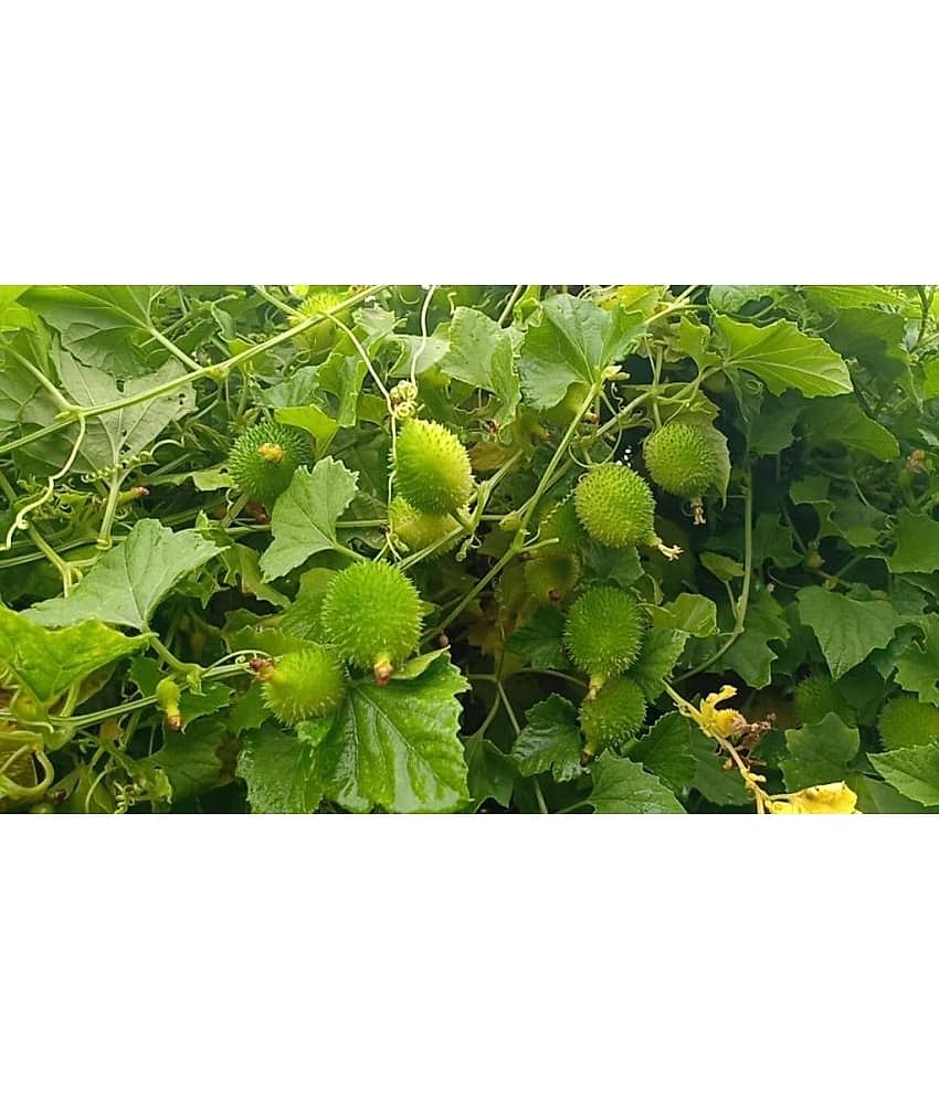 HN organic seed - Kantola Vegetable ( 20 Seeds )