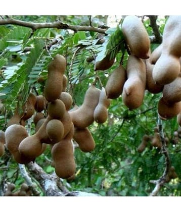 CLASSIC GREEN EARTH - Fruit Seeds ( 20 )