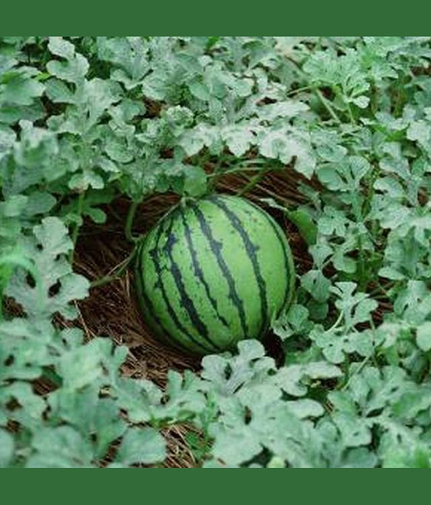 CLASSIC GREEN EARTH - Watermelon Fruit ( 15 Seeds )