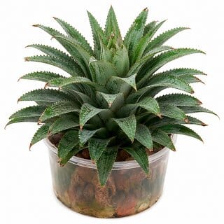 iINTELLIGENCEi Pine Apple Live Plant, 10x10x20 cm, 150 gm, Natural Fruit Plant for Home  Terrace Gardening, 1 Qty