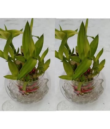 Green plant indoor - Green Wild Artificial Flowers With Pot ( Pack of 2 )