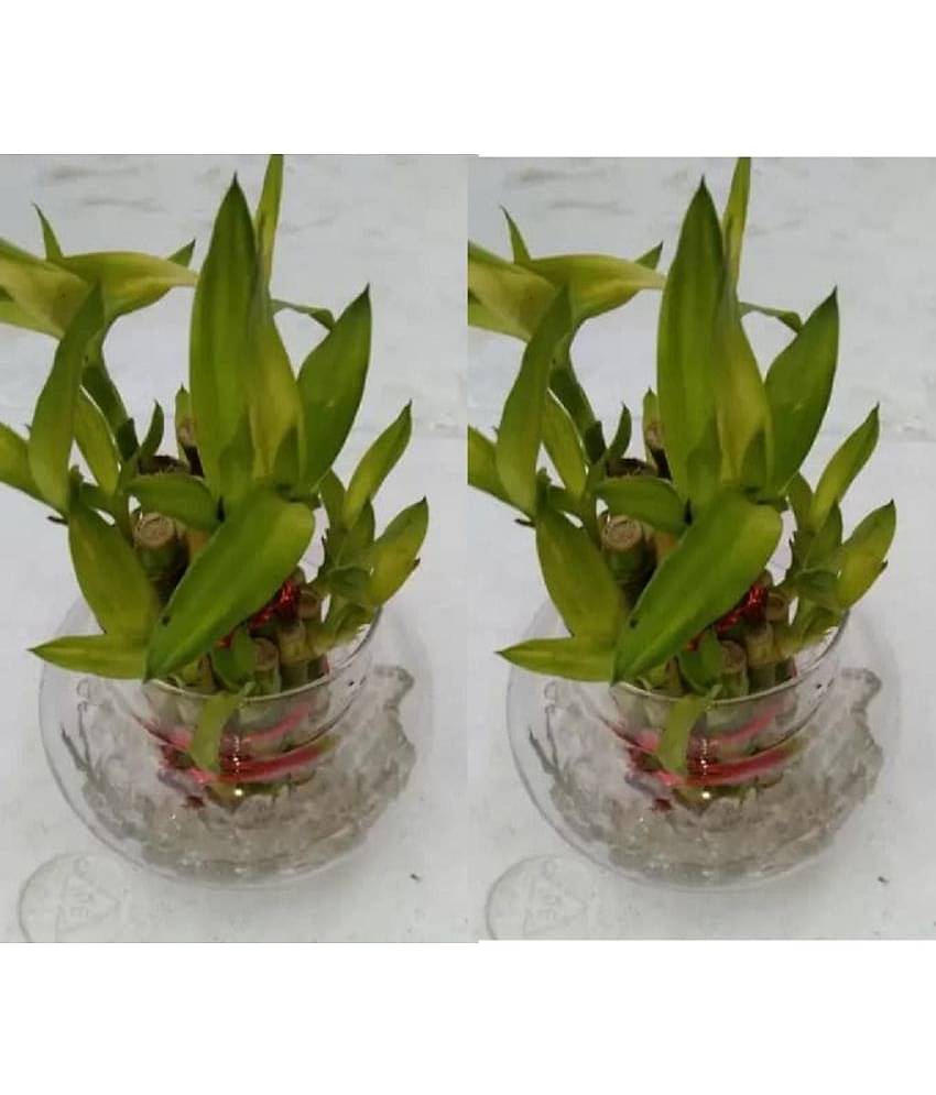 Green plant indoor - Green Wild Artificial Flowers With Pot ( Pack of 2 )