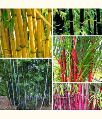 Homeagro Seeds Combo - Bamboo Plant ( 20 Seeds ) and Chrysanthemum mix Flower ( 50 seed )