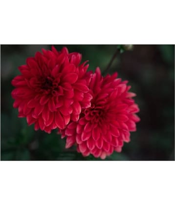 Chrysanthemum Kitchen Garden Seeds - Garden Flower 50 Seeds Pack with cocopeat 100gm