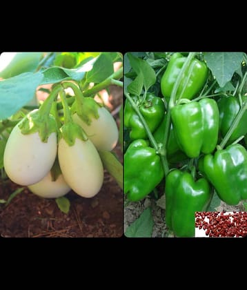sky star agro & co. - Brinjal Vegetable ( 100 Seeds )