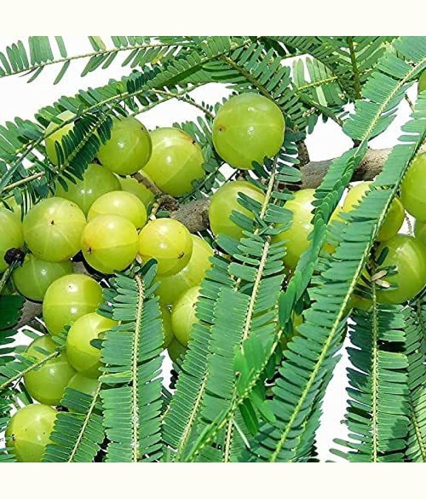 Jignisha Seeds Hybrid Gooseberry Fruit ( 30 Seeds )