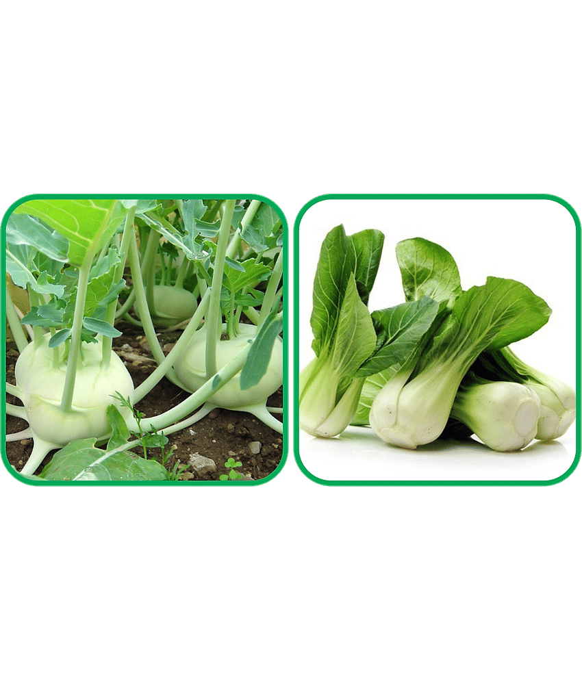 Aero Seeds Pak Choi ( 50 Seeds) And Knol Khol ( 50 Seeds) Vegetable Seeds Pack