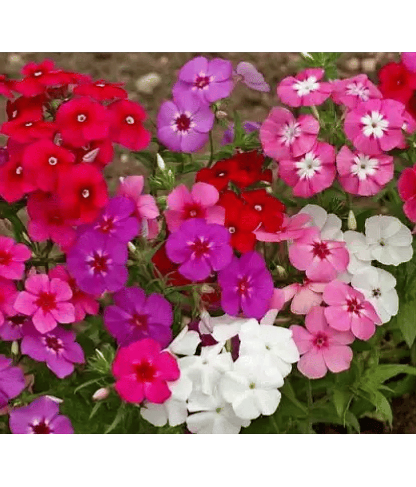 CLASSIC GREEN EARTH - Daisy Mixed Flower ( 40 Seeds )