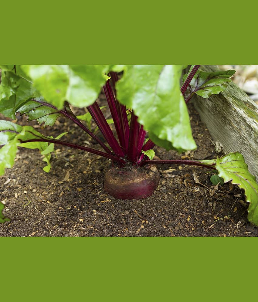 Beetroot 50 seeds high germination seeds with instruction manual