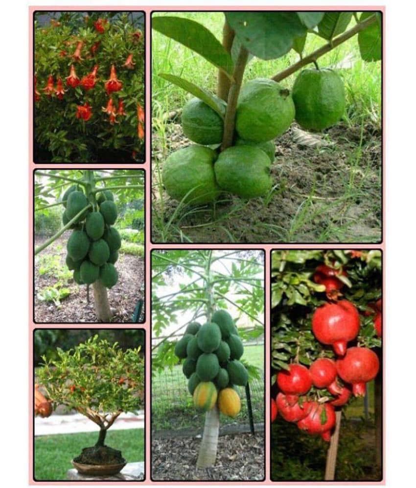 Dwarf Fruit Seeds Combo Pack (Guava, Pomegranate, Papaya Seeds) 40 SEEDS