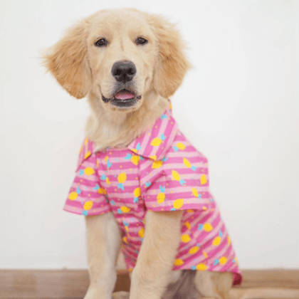 Lemon print summer Pet shirt-XS
