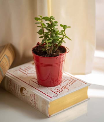 Red Bucket Planter