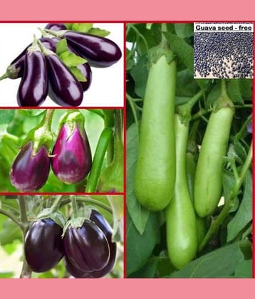 Home garden Brinjal (Bengan) mix Quality Seeds - Pack of 100 seeds + free seeds