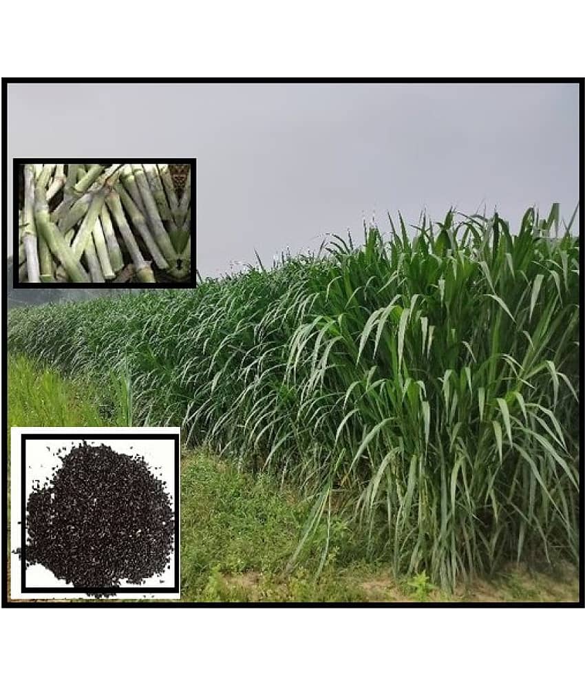 SUPER NAPIER Grass seed - 1000 seeds/Pack, FOR OUTDOOR GARDENING USE FOR ANIAMAL FOOD Instruction Manual Inside Package