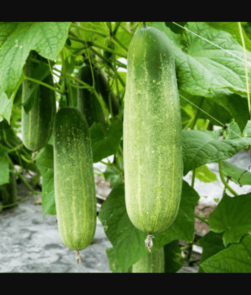 Jignisha Seeds Hybrid Khira Vegetable ( 50 Seeds )