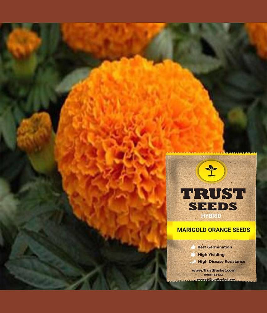 TrustBasket Marigold Orange Flowers Seeds GMO Free (15 Seeds)