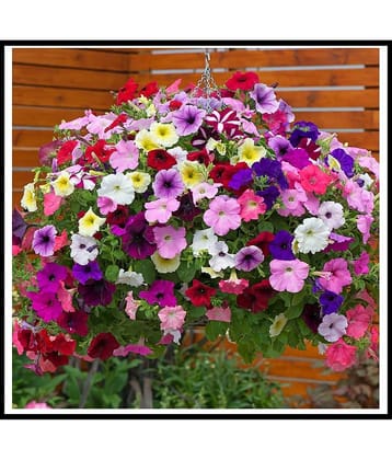 COLOR MIX PETUNIA FLOWER MORE THAN 100 SEEDS PACK WITH COCOPEAT AND MANUAL MORE THANU 5-8 COLOR PLANT SEEDS PACK