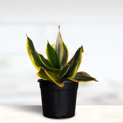 Greenkin Golden Snake Plant in Pot | Air-Purifying Plant for Home