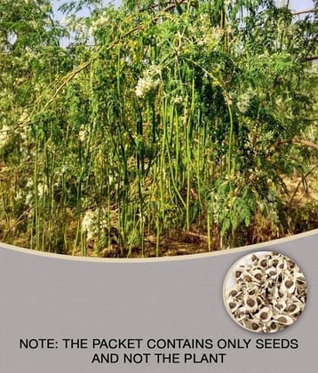 DrumStick (Sarghvo) PKM1 Moringa | Drumstick Vegetable |  Moringa Oleifera | ÃÂ ÃÂ¤ÃÂ¸ÃÂ ÃÂ¤ÃÂ¹ÃÂ ÃÂ¤ÃÂÃÂ ÃÂ¤ÃÂ¨