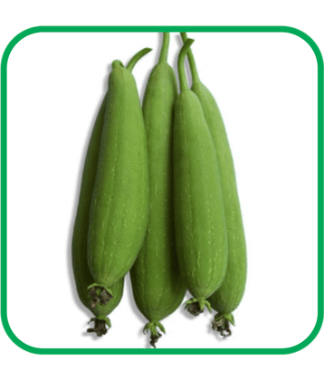Aero Seeds Sponge Gourd Pack of 30 Seeds