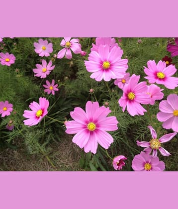 homeagro - Cosmos Mixed Flower ( 20 Seeds )